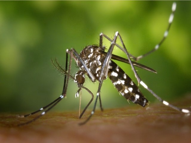 Cerca de mil brasileiros morreram de dengue em 2022