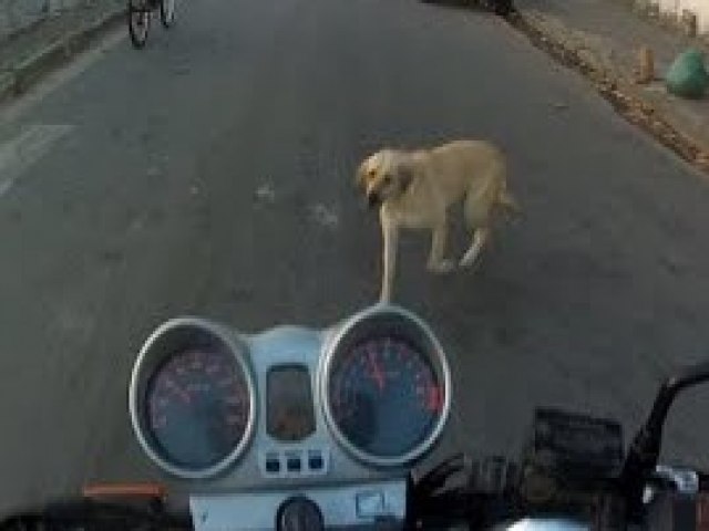 Cachorro solto na pista causa acidente com motociclista