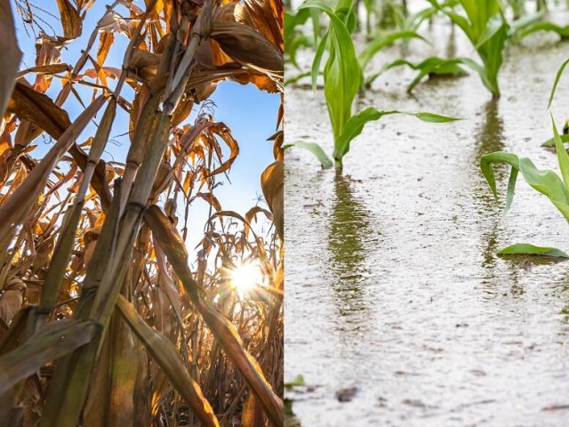 Um plano para mitigar efeitos do El Nio na agricultura mundial