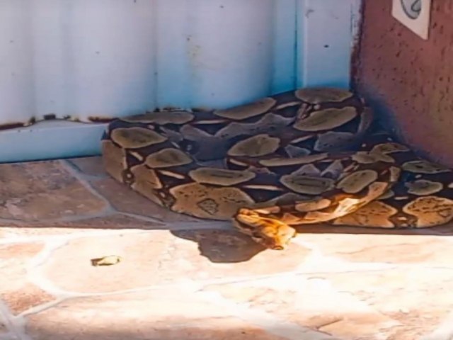 Cobra Jibia  capturada no Loteamento Terra Bela aps susto nos moradores