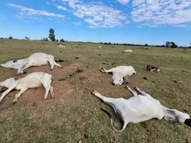 Gado morre de frio em fazendas de MS e produtores tm prejuzo milionrio