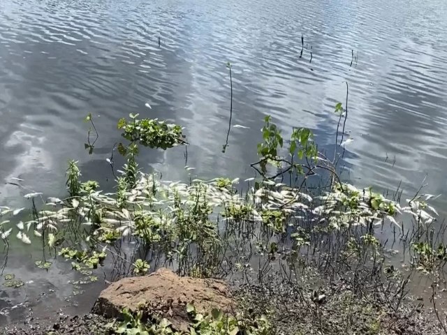 Cear: Morte de peixes intriga moradores do interior