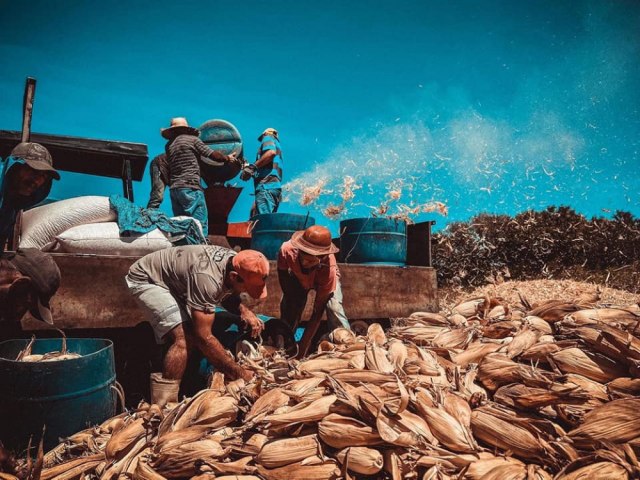 Potengi: Agricultores comemoram colheita de quase 500 toneladas de milho debulhado 