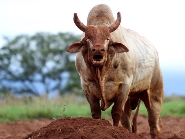 Touro mata homem na zona rural de Alto Santo 