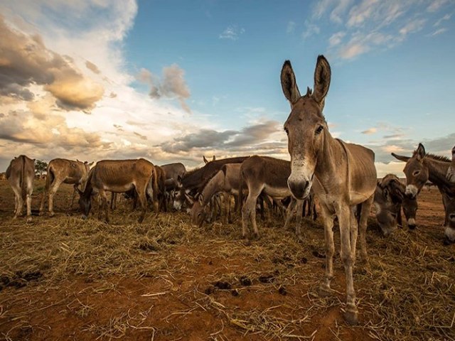 Comisso aprova projeto que proibe abate de jumentos e cavalos