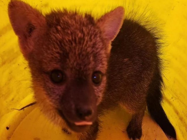 PMCE resgata filhote de raposa do tipo cachorro-do-mato no municpio de Caucaia