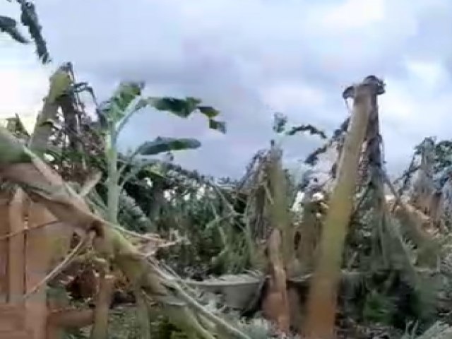 Ventanias voltam a destruir bananal em Iguatu