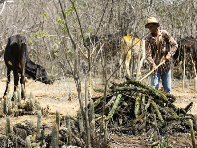 Escassez de gua e pastagem deixa produtores rurais dos Inhamuns angustiados