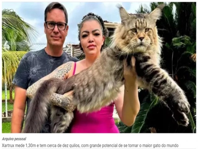 Gato brasileiro pode entrar para o Guinness Book como o maior do mundo