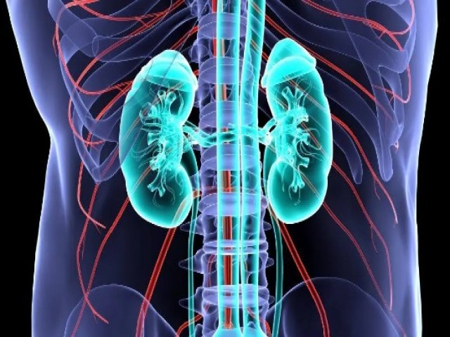 Dia Mundial do Rim - 11% da populao mundial tm doena renal crnica