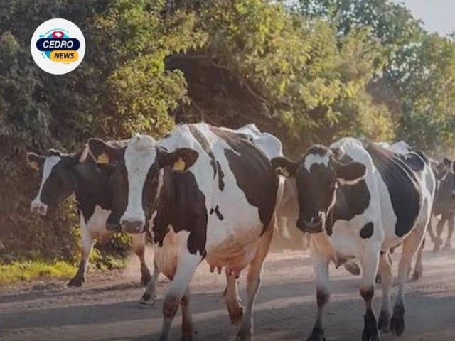 🚨 SEGURANA: MPCE ALERTA PREFEITURA DE CEDRO CEDRO E POLCIAS PARA IMPEDIR ANIMAIS SOLTOS CIRCULANDO EM VIAS PBLICAS 