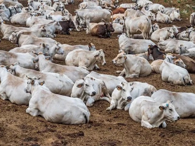 Mais de 80 Bois Morrem Eletrocutados em Bom Jesus do Tocantins