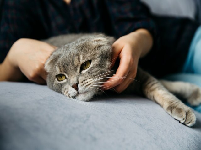 Denncia de envenenamento de gatos em Iguatu alerta moradores