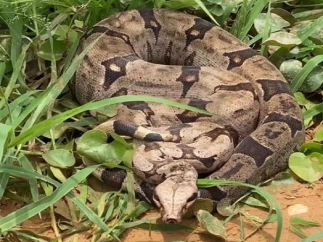 Nova Espcie de Jiboia Descoberta na Mata Atlntica por Pesquisadores Brasileiros