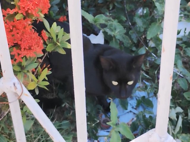 Denncia de Envenenamento de Gatos em Iguatu Alerta Moradores