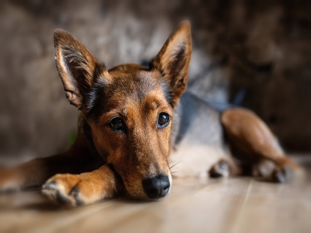 Iguatu poder ter a primeira UBS Veterinria do interior do Cear