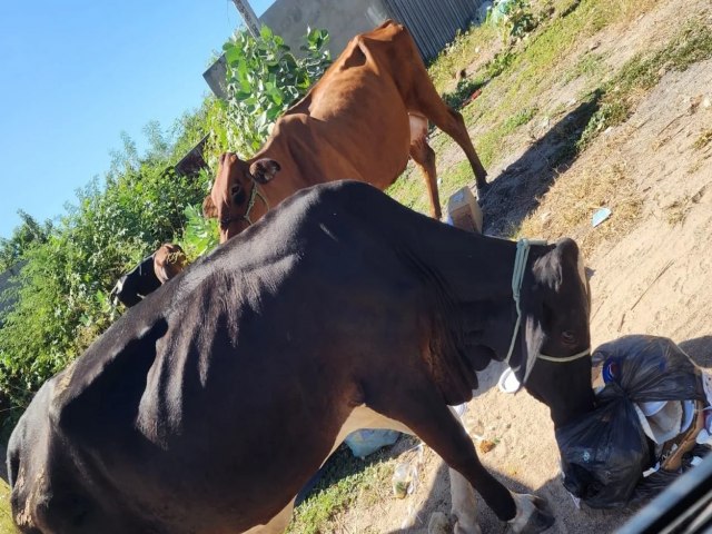 Vacas soltas no Bairro Fomento e Penha: Populao pede ao urgente das autoridades