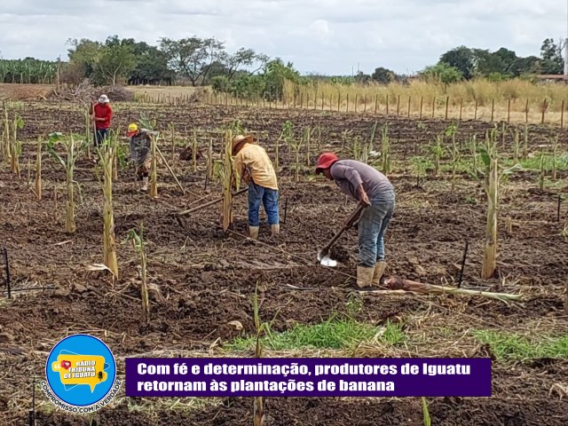 Com f e determinao, produtores de Iguatu retornam s plantaes de banana