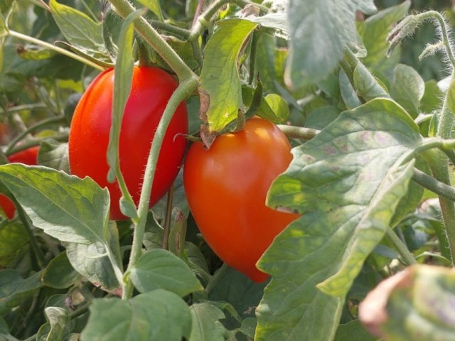 Agricultores da Regio do Cardoso em Iguatu Inovam com Plantao de Tomates 