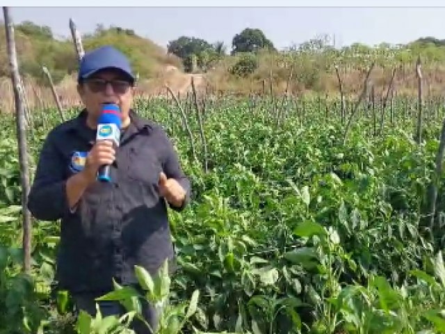 Radio Tribuna de Iguatu Destaca Inovao na Agricultura da Zona Rural