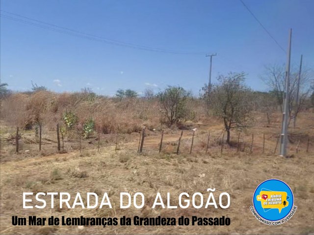 Estrada do Algodo: Um Mar de Lembranas da Grandeza do Passado