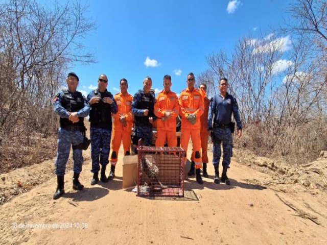 Corpo de Bombeiros resgata porco-espinho na zona rural de Ipu