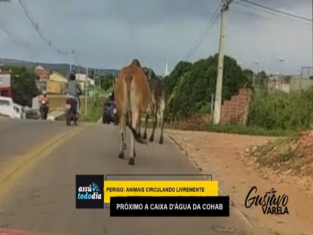 Perigo: Animais circulando livremente prximo a caixa d'gua da Cohab