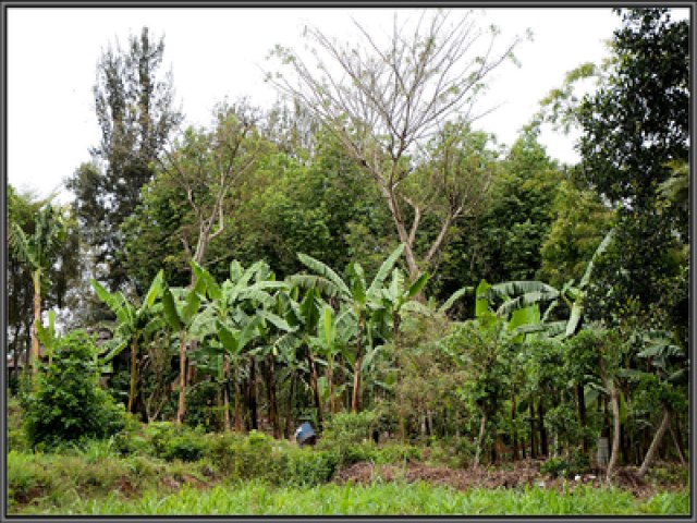  Ipanguau: Ncleo de Estudos em Agroecologia do IFRN abre vagas para estudantes voluntrios atuarem em projeto de extenso