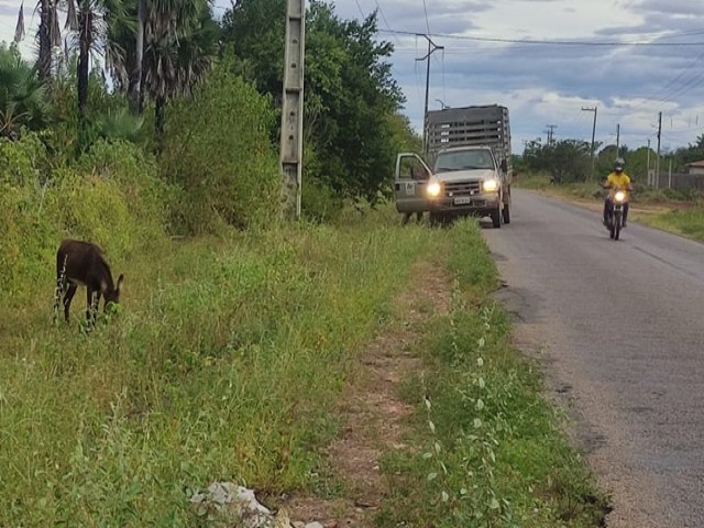 Secretarias de Mobilidade Urbana e Transporte e de Servios Pblicos promovem retirada de animais de vias pblicas em Ass