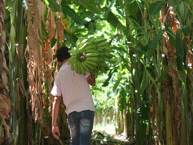 Del Monte Fresh Produce Brasil busca licenas para produo de banana em Ass e outras cidades da regio 