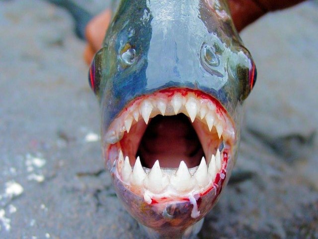 Prefeitura de Pendncias emite nota sobre o ataque de piranhas no rio Au 