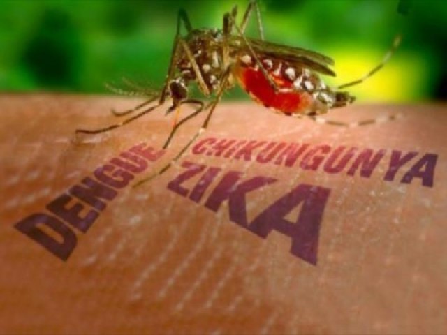 Arboviroses: Em Ass foram confirmados 70 casos de dengue e 48 de chikungunya de janeiro a outubro de 2022 