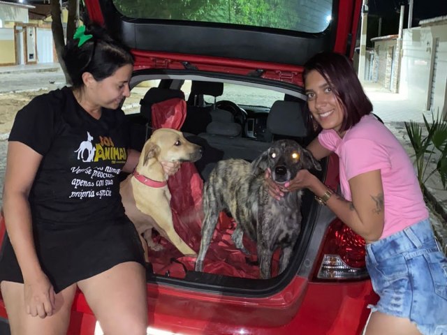 Iniciativa da S.O.S Animal com emenda do deputado George Soares resultou na castrao de quase 200 animais de rua em Ass 