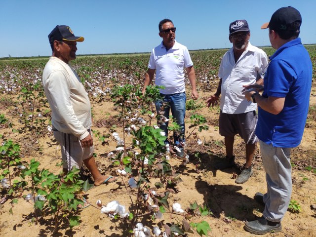 Safra de algodo agroecolgico j supera 120 toneladas colhidas no RN