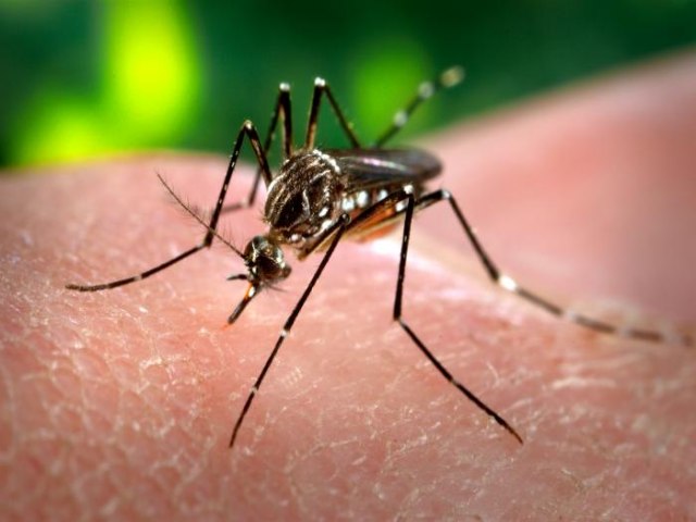 Arboviroses: Ass tem 71 casos confirmados de Dengue, 44 de Chikungunya e 02 de Zika 