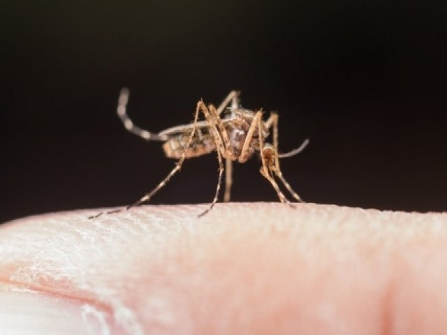 Chikungunya: Doena se caracteriza por dores nas articulaes 