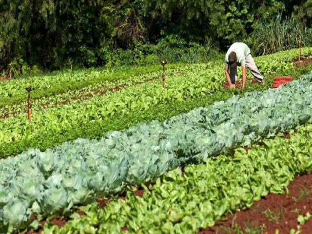 Garantia-Safra: mais de 39 mil agricultores familiares recebero benefcio em maro 