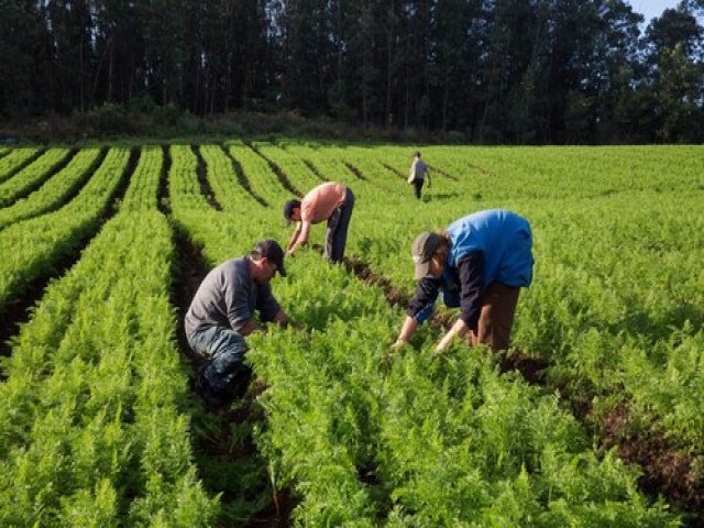 Agro gerou mais de 359,6 mil empregos formalizados no setor