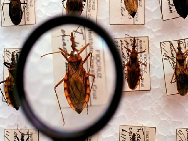 Doena de Chagas: Brasil contabiliza cerca de 4.500 mortes por ano