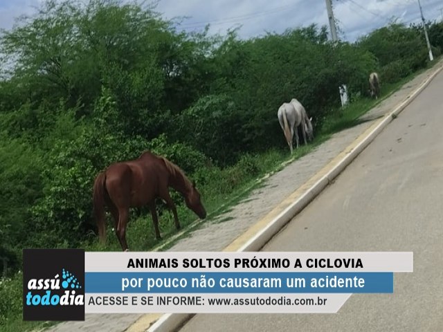 Atravessou bem na frente quase causando um acidente, diz mulher que escapou por pouco de bater num cavalo prximo a ciclovia da Av. Joo Celso Filho 