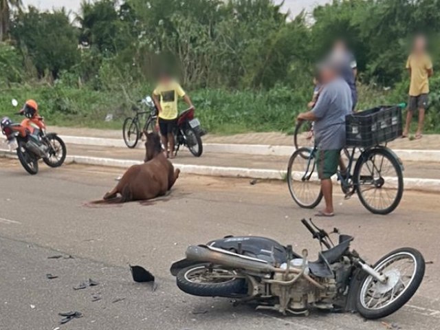 Cavalo solto na avenida Joo Celso Filho causa acidente e deixa motociclista ferido 