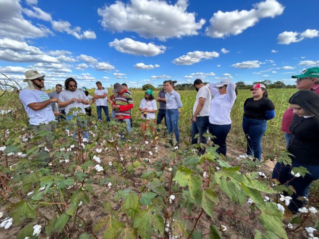 Programa Selo Biocombustvel Social estuda incluir leo de algodo agroecolgico