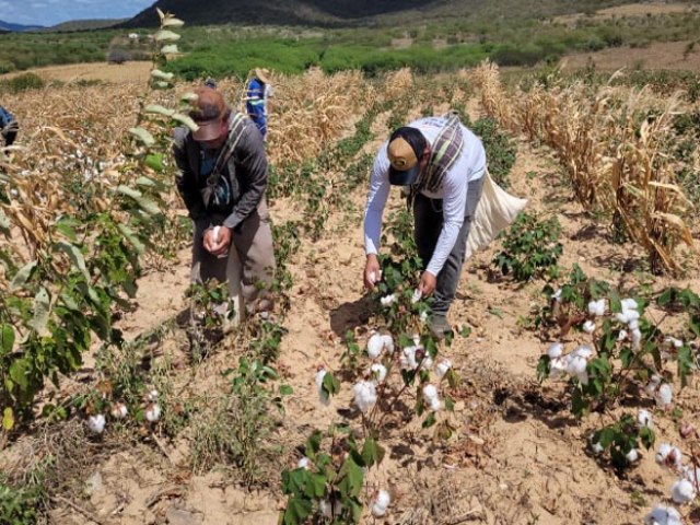 Comea a colheita do algodo agroecolgico no Rio Grande do Norte