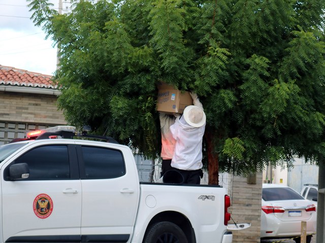 Enxames de insetos lideram ocorrncias dos Bombeiros 