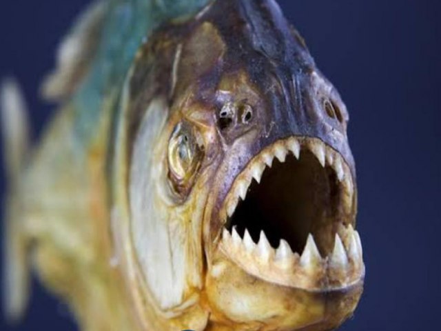 Prefeitura de Alto do Rodrigues emite alerta sobre ataque de piranhas no rio 