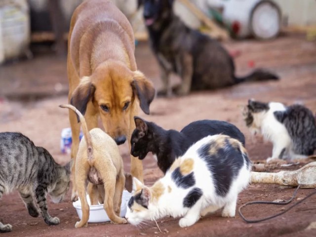 Projeto de lei que regulamenta abate de animais de rua  vetado no RN