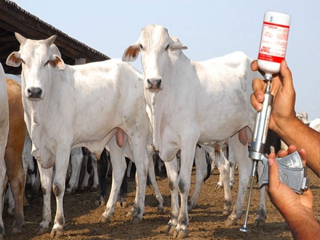 Iniciada a segunda etapa da vacinao contra febre aftosa no Rio Grande do Norte 