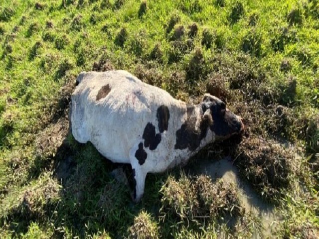 Produtor perde 21 bovinos após aplicação de Ivermectina em Apodi