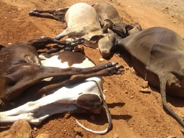 Mais de 25 animais morrem na zona rural de Jucurutu e Idiarn é acionado para investigação