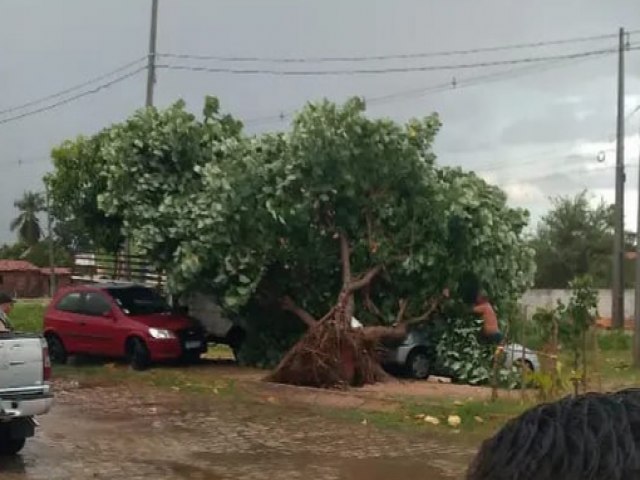 Árvore cai em cima de carro na rua Bernardo Vieira 